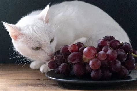 Orsaken till varför du aldrig bör mata en katt med vindruvor och 